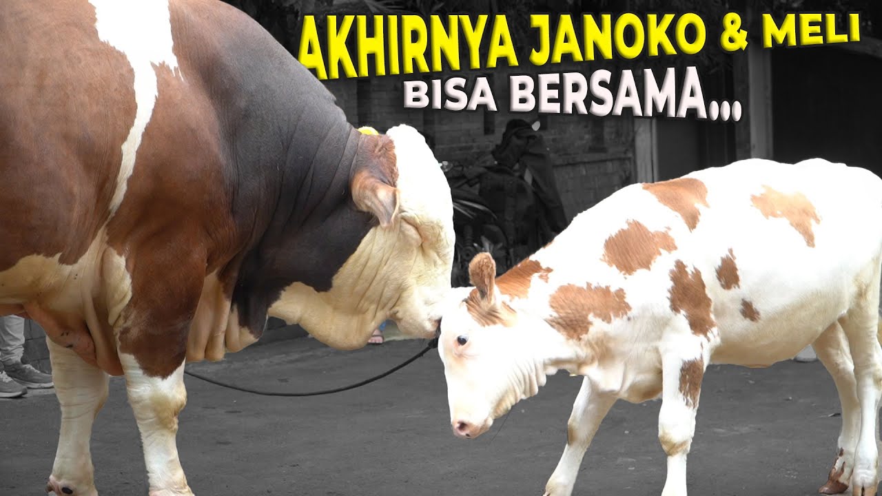 PERTEMUAN MENDEBARKAN JANOKO - MELI SETELAH KETAUAN DITAKSIR..!
