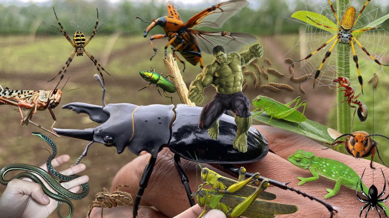 catch hulk‼️the strongest beetle in the world
