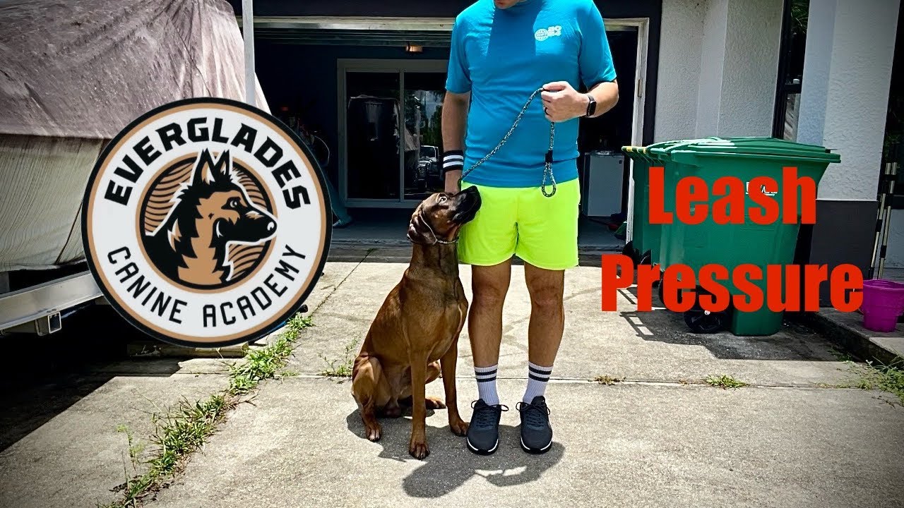 Using LEASH PRESSURE To Train Sit & Down | Rhodesian Ridgeback | Naples FL