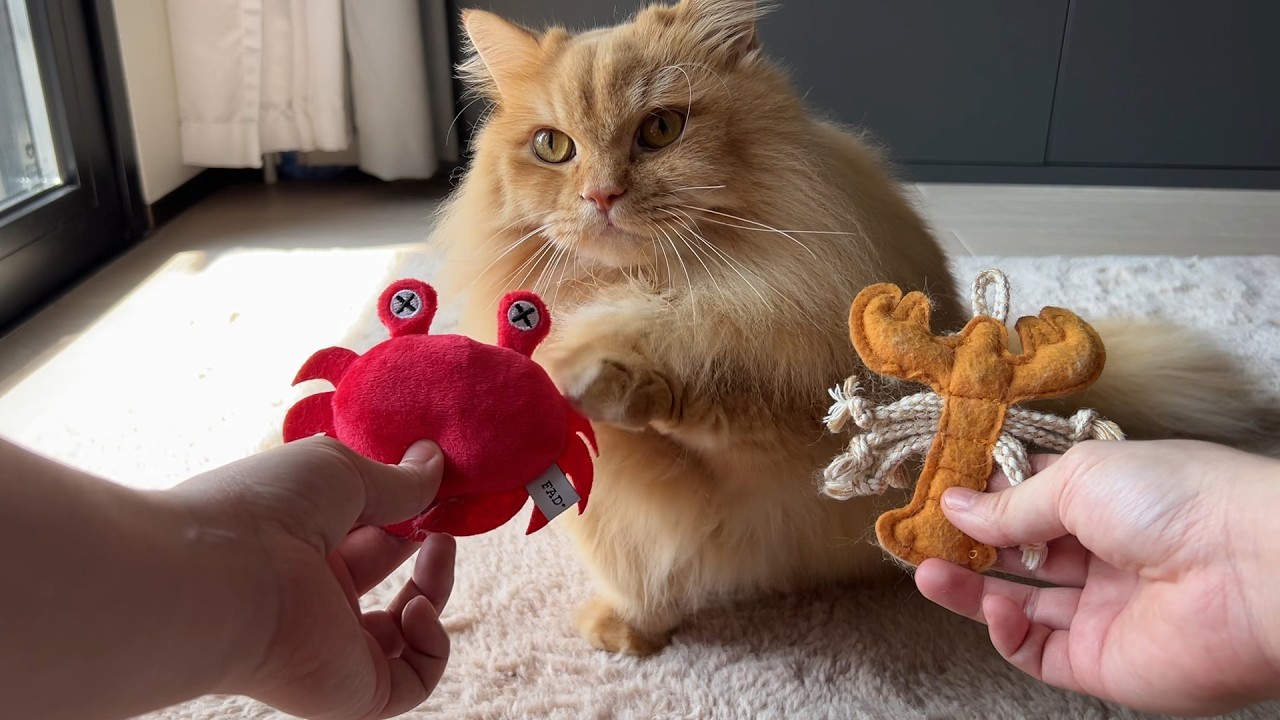 Trick & Treat with My Cat - Day 42