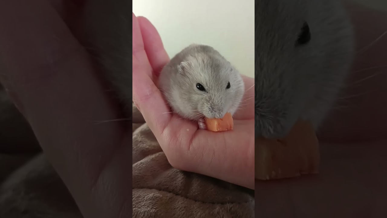 チーズ🧀がなくなったら飼い主の手はおわり💦