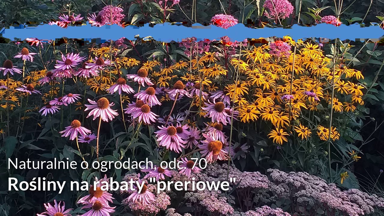 NoO 70: Rośliny na rabaty „preriowe”