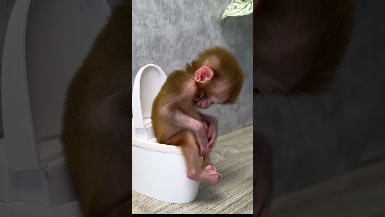 Baby monkey Yumy goes to the toilet @BabyMonkeyYuli e#monkey #animals #monkeybaby #short
