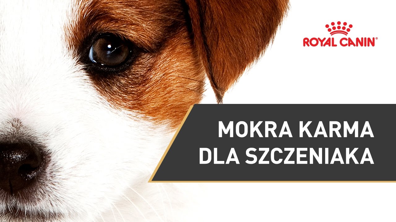 Jaka karma dla szczeniaka? | | ROYAL CANIN