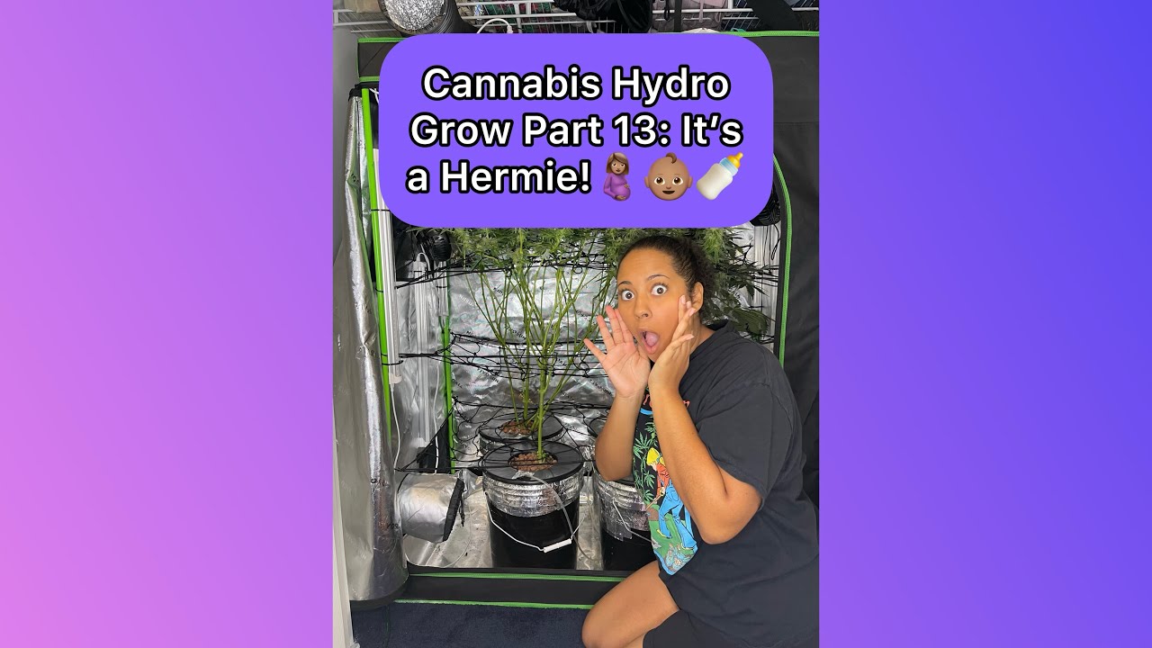 Cannabis Hydro Grow Part 13: It&rsquo;s a Hermie!🤰🏽👶🏽🍼 (December 13th 2023)