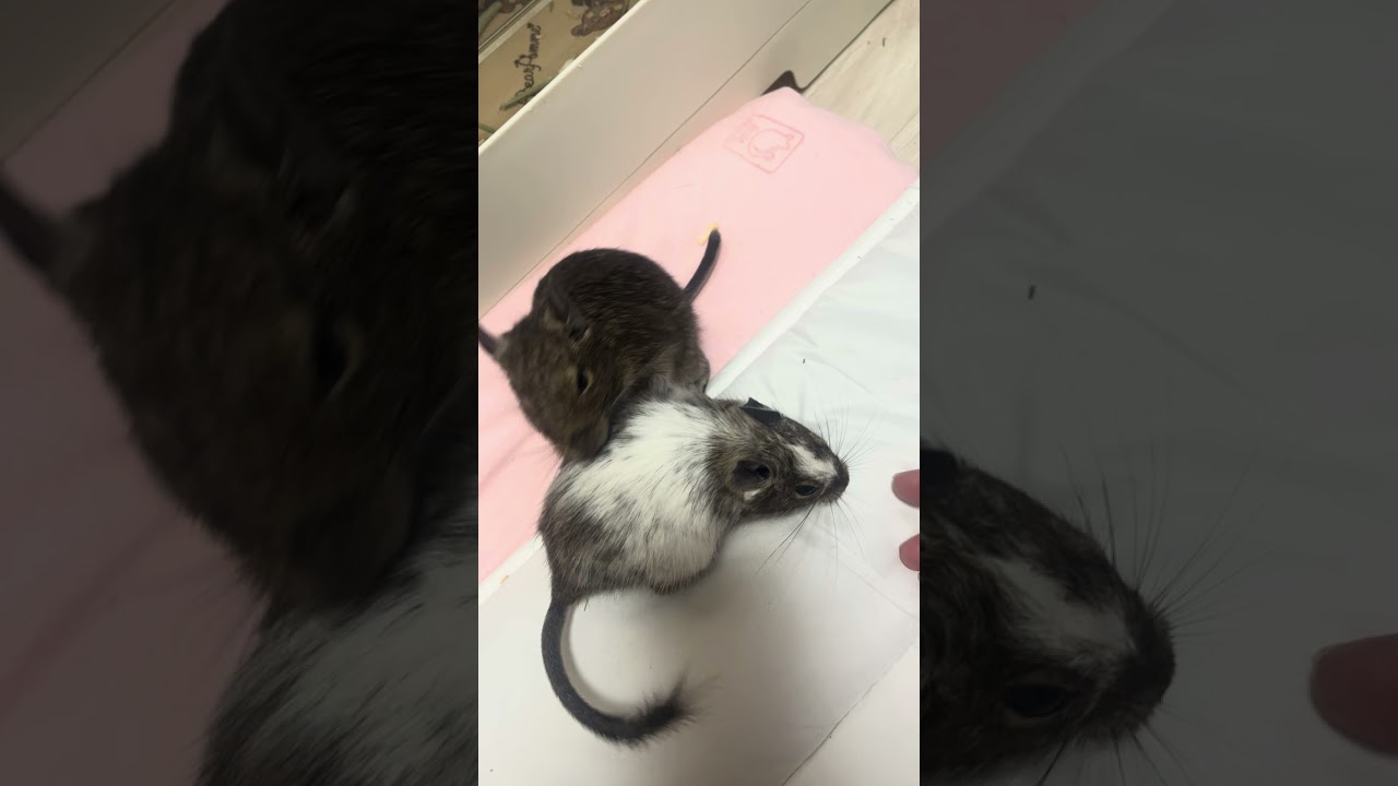 ラムめるたん部屋んぽ〜❣️1日1回必ず2匹ご対面させて遊ばせてるんだけど〜仲良くできるかな〜🤔