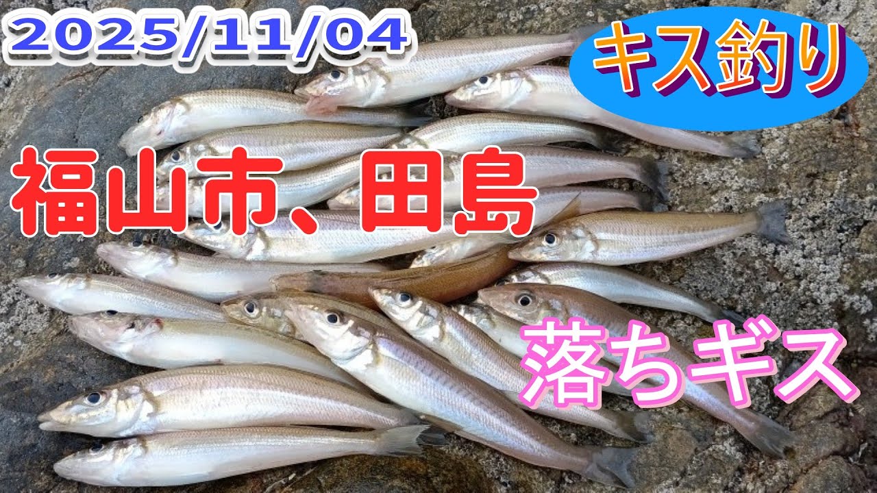 2025,福山市田島のキス釣り、落ちギス釣れていますよ。
