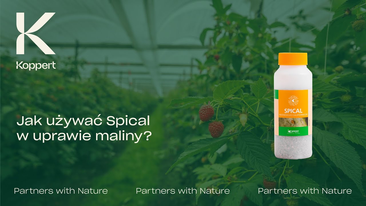 Jak używać Spical w uprawie maliny? | Koppert Polska