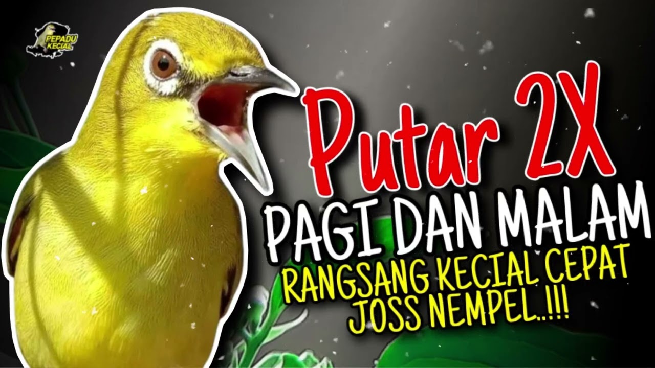 TERAPI KECIAL KUNING PAGI DAN MALAM AMPUH RANGSANG KECIAL CEPAT NEMPEL‼️