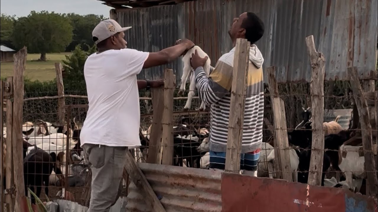 Ñaño le dice al pa que se roben un chivo, broma 