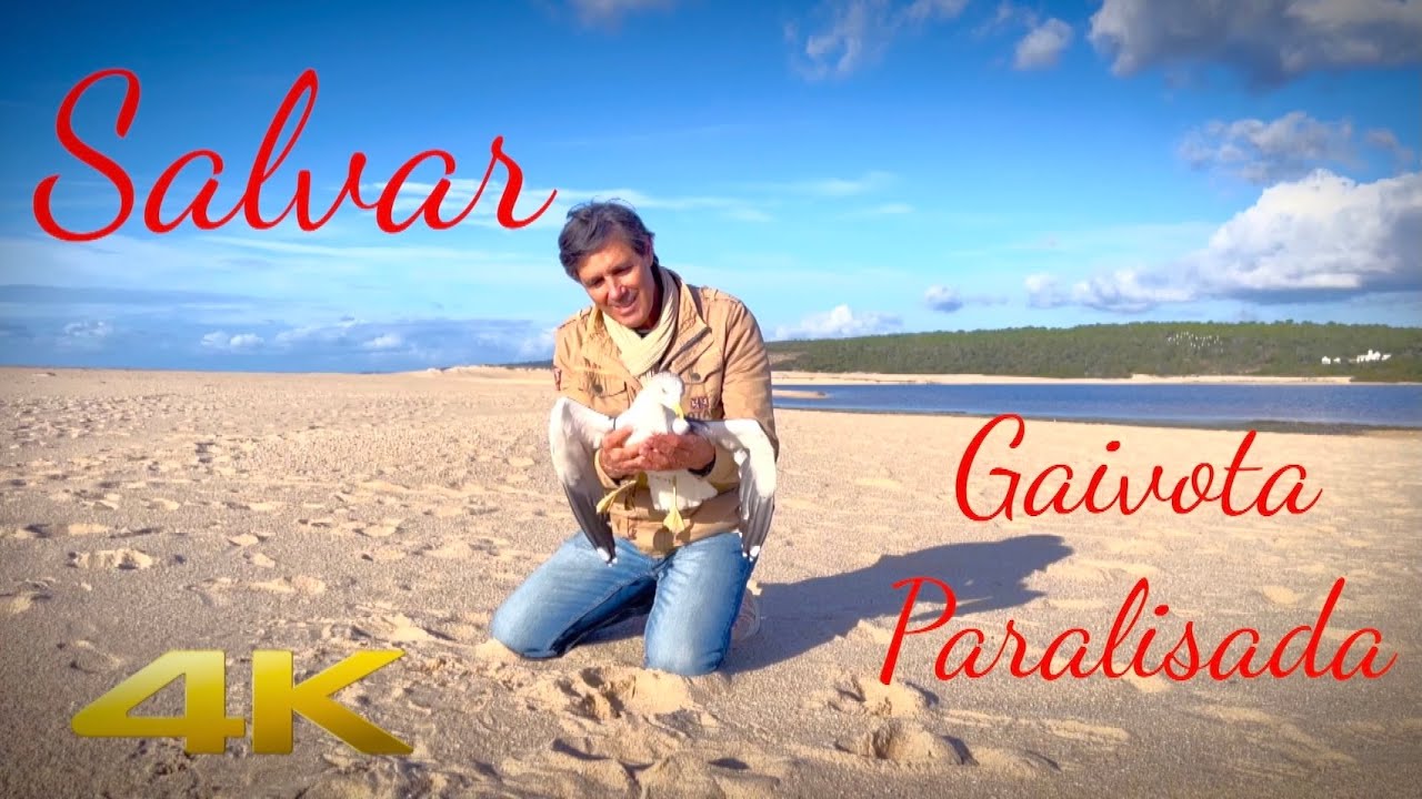 Salvar Gaivota Paralisada Após Tentar Comer Peixe aranha - A História de uma Gaivota