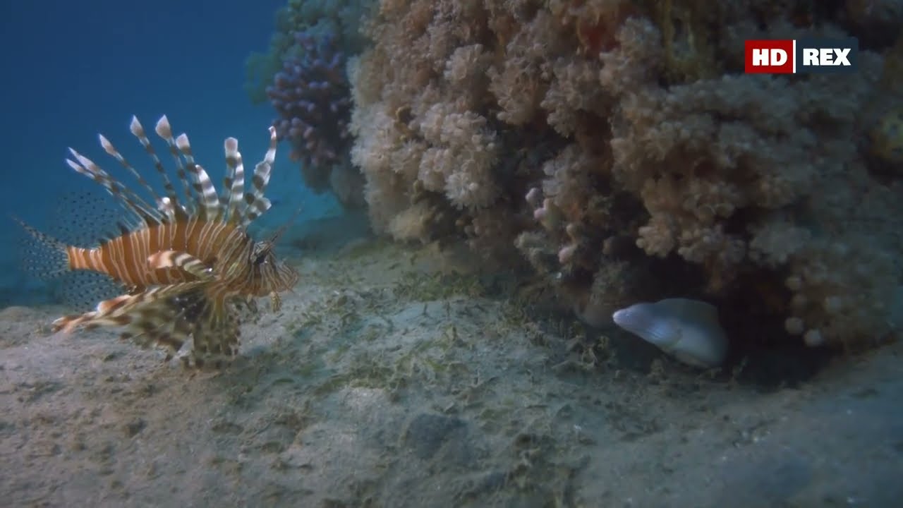 У кого в Красном море индийская крылатка (Pterois miles) пытается отнять охотничью территорию ?