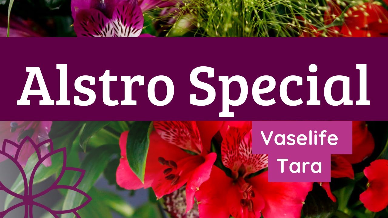 Alstro Special - Vase life Alstroemeria Tara