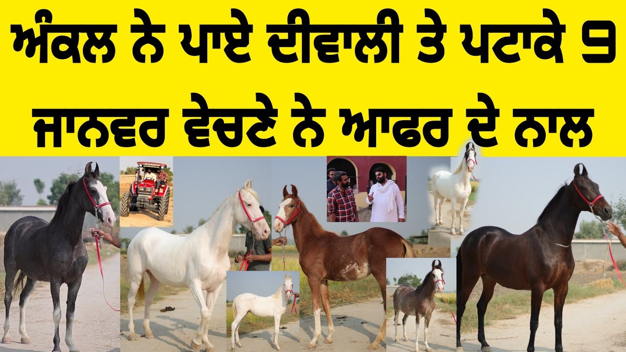 ਅੰਕਲ ਨੇ ਪਾਏ ਦੀਵਾਲੀ ਤੇ ਪਟਾਕੇ • 9 ਜਾਨਵਰ ਵੇਚਣੇ ਨੇ ਆਫਰ ਦੇ ਨਾਲ