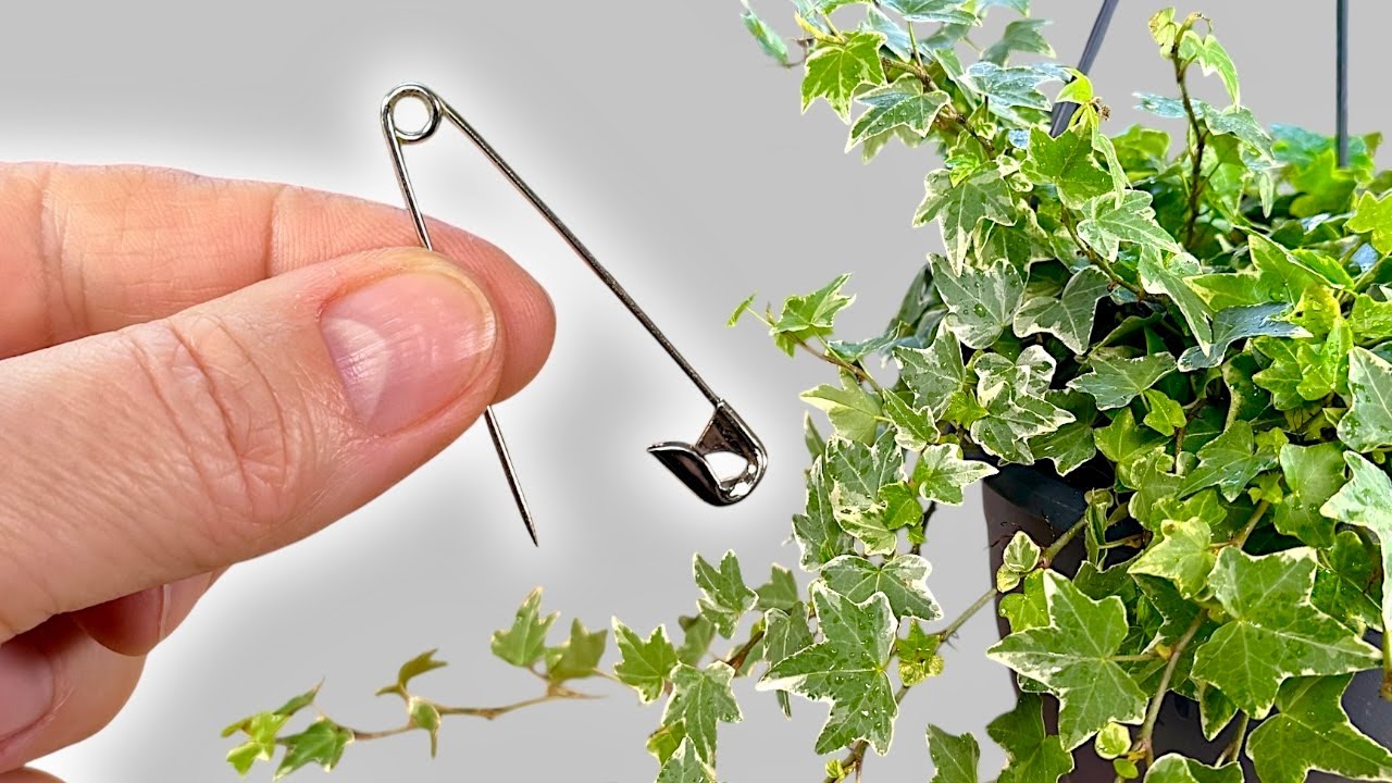 This Simple Trick to Make Your Houseplants Thrive 🌿English ivy