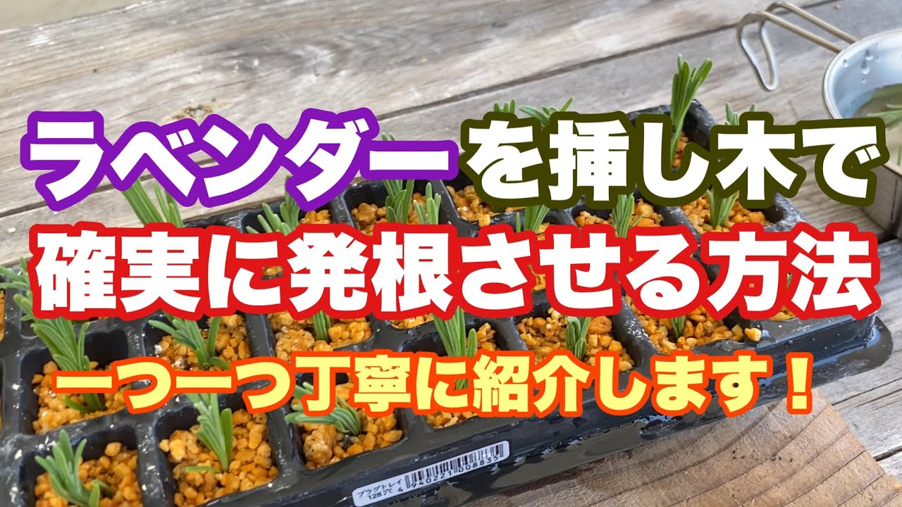 【挿し木のやり方】ラベンダーを確実に発根させる方法・やり方を丁寧に解説します！