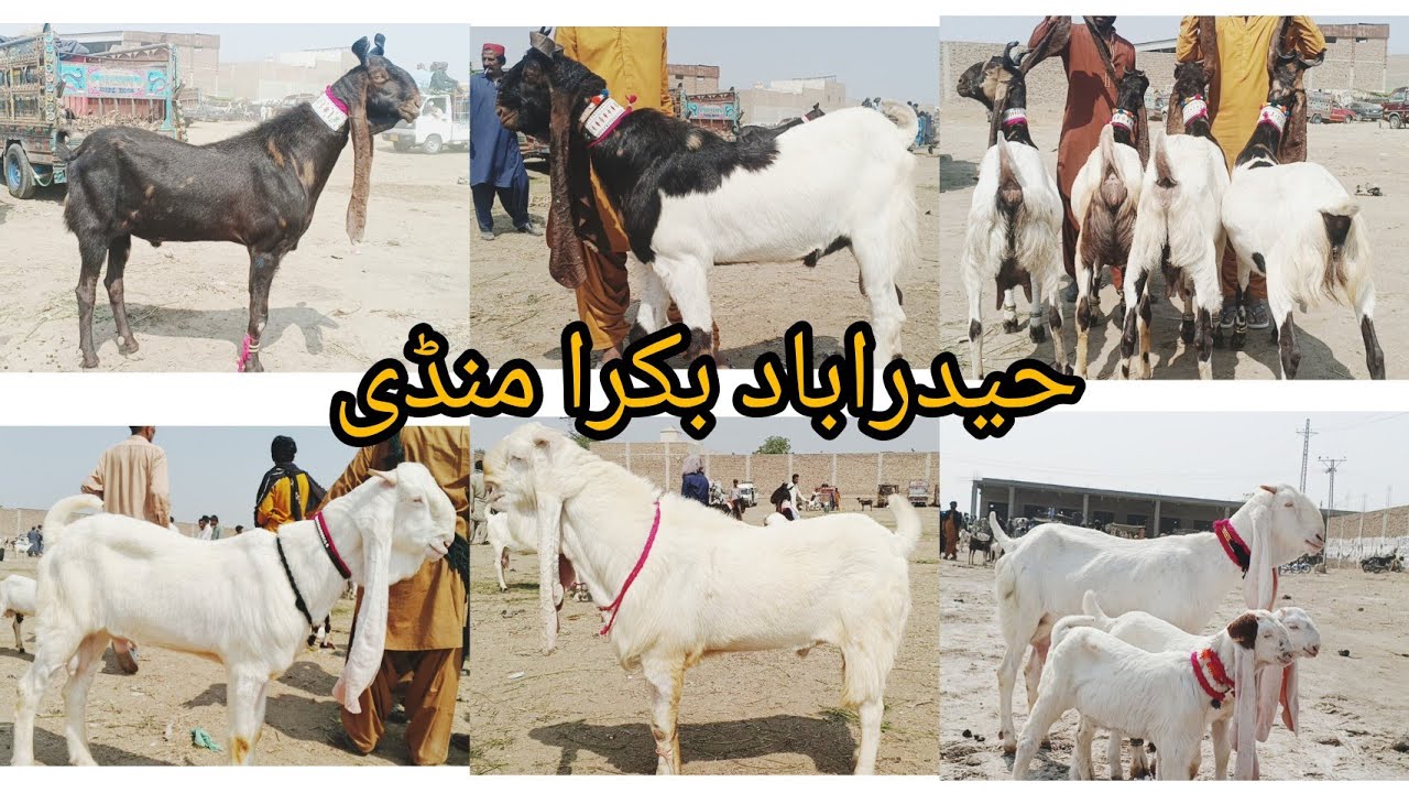 Heydrabad bakra mandi New Latest Today Update (25 2 2026)