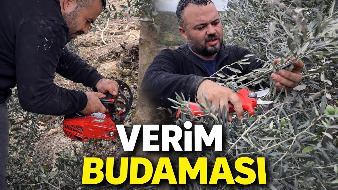 Şekil Ve Verim Budaması Nasıl Yapılır ? How to perform shape pruning ? 