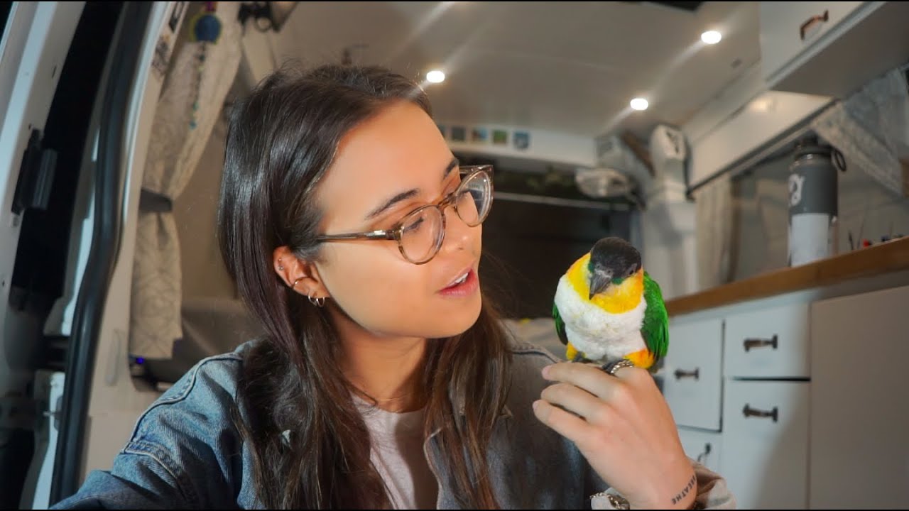 Q&A!! Vanlife, How I make money, Zeus & more