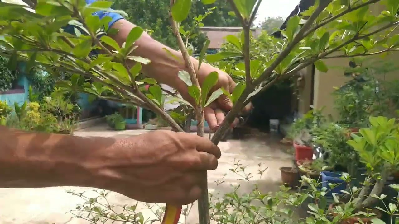Terminalia Mantaly#Madagascar Almond#Pruning#