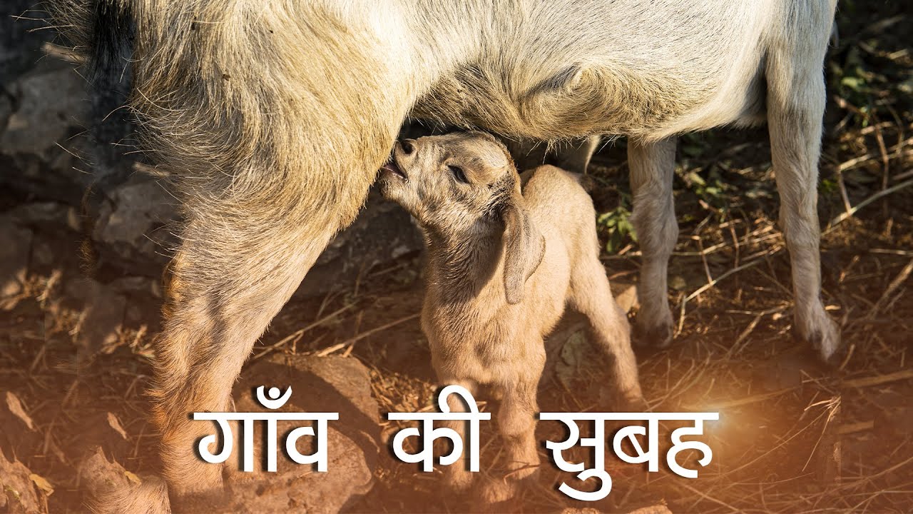 Pahadi Morning Dose, Connecting You to the Roots || Village Life