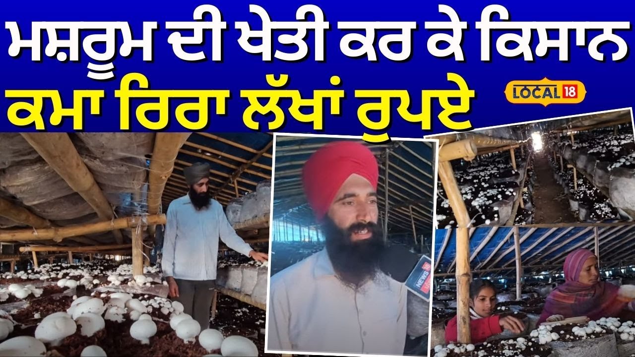 Sangrur News | ਮਸ਼ਰੂਮ ਦੀ ਖੇਤੀ ਕਰ ਕੇ ਕਿਸਾਨ ਕਮਾ ਰਿਰਾ  ਲੱਖਾਂ ਰੁਪਏ | Mushroom Farming | #local18