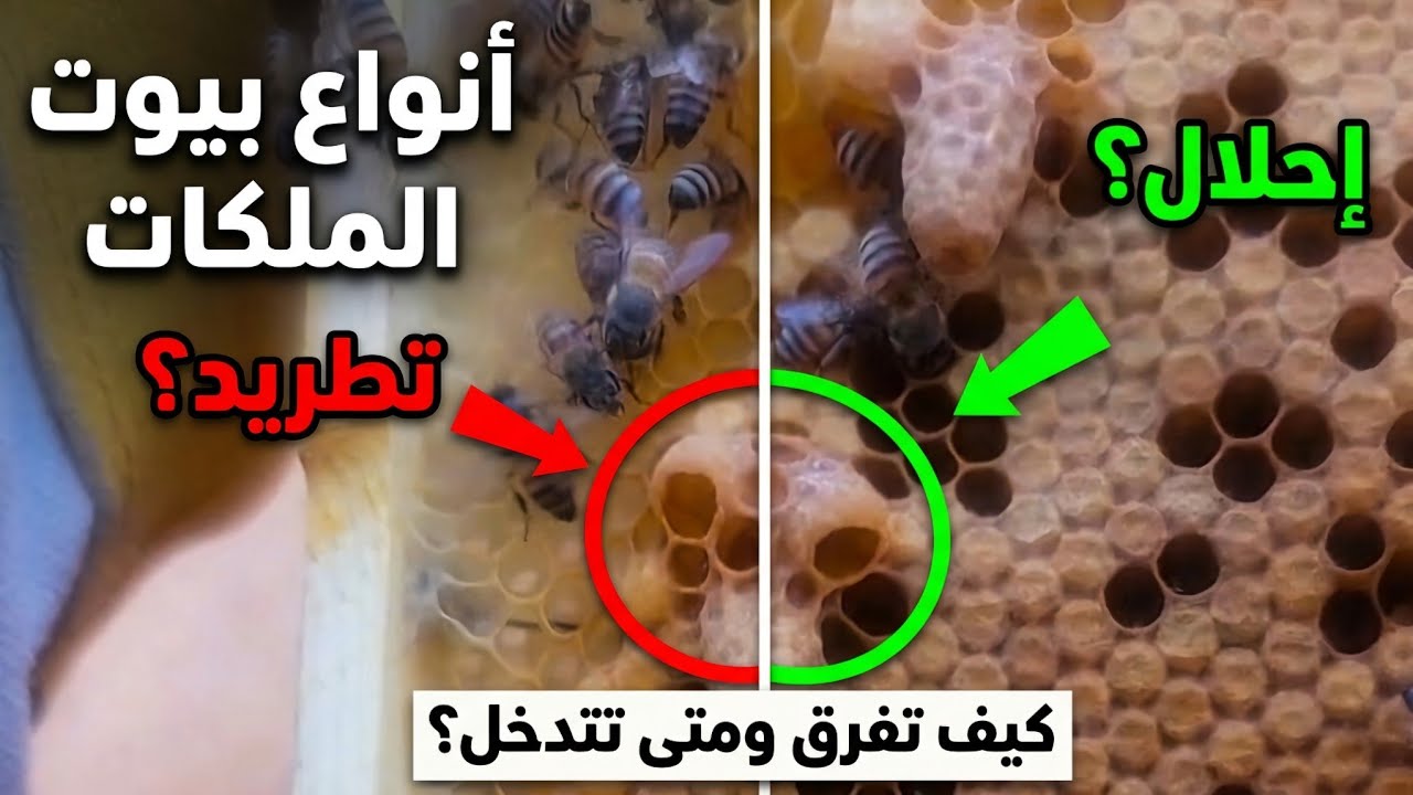 الفرق القاتل بين أنواع بيوت ملكات النحل.. معلومة ستنقذ منحلك!