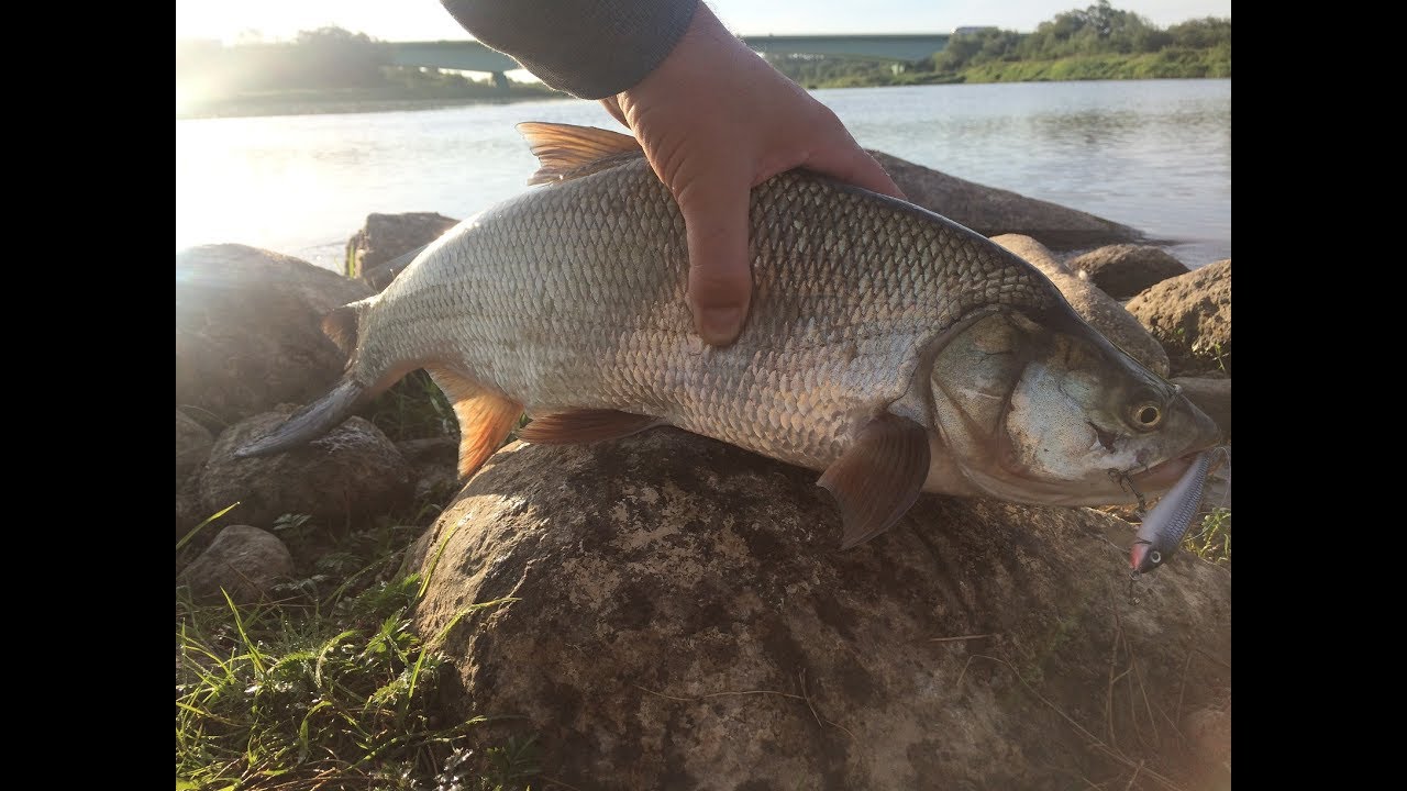 Boleń na spinning - Wisła, Bug
