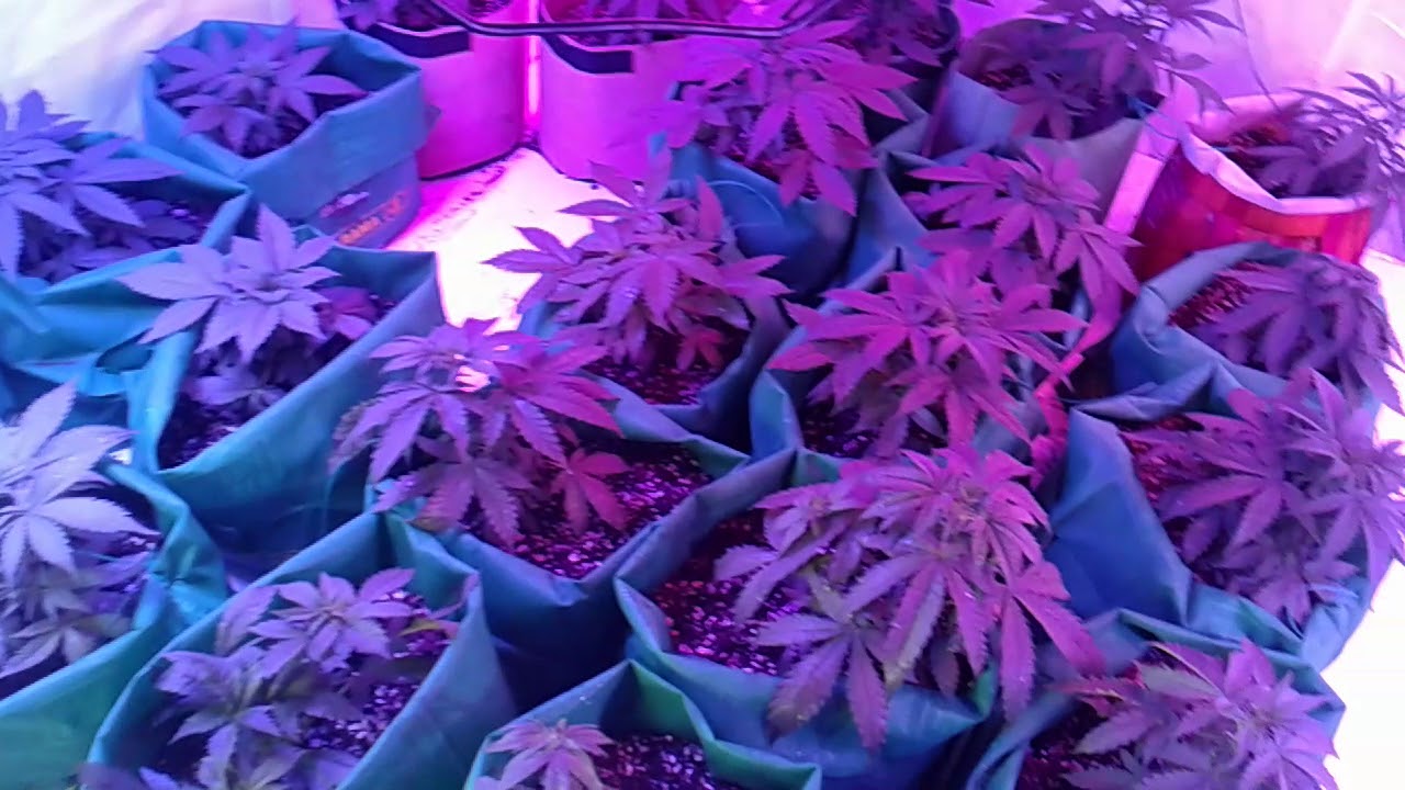 My Review of the PHILZON 1200 WATT LED GROWLIGHT, BY the BLURPLE KING OF LEDS