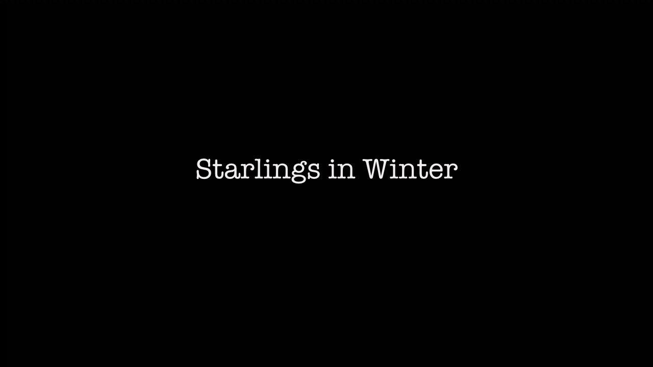 Starlings in Winter