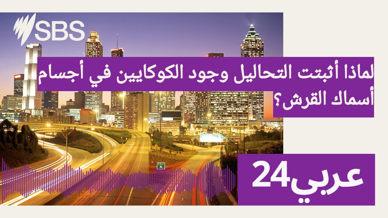 لماذا أثبتت التحاليل وجود الكوكايين في أجسام أسماك القرش؟ | SBS Arabic24 - أس بي أس عربي۲٤