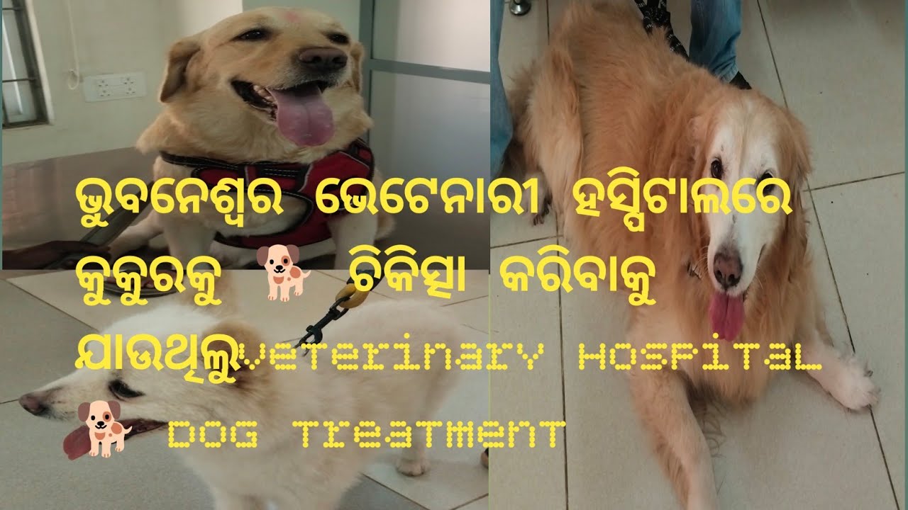 ଭୁବନେଶ୍ୱର ଭେଟେନାରୀ ହସ୍ପିଟାଲରେ କୁକୁରକୁ 🐕 ଚିକିତ୍ସା କରିବାକୁ ଯାଉଥିଲୁVeterinary Hospital 🐕 dog treatment