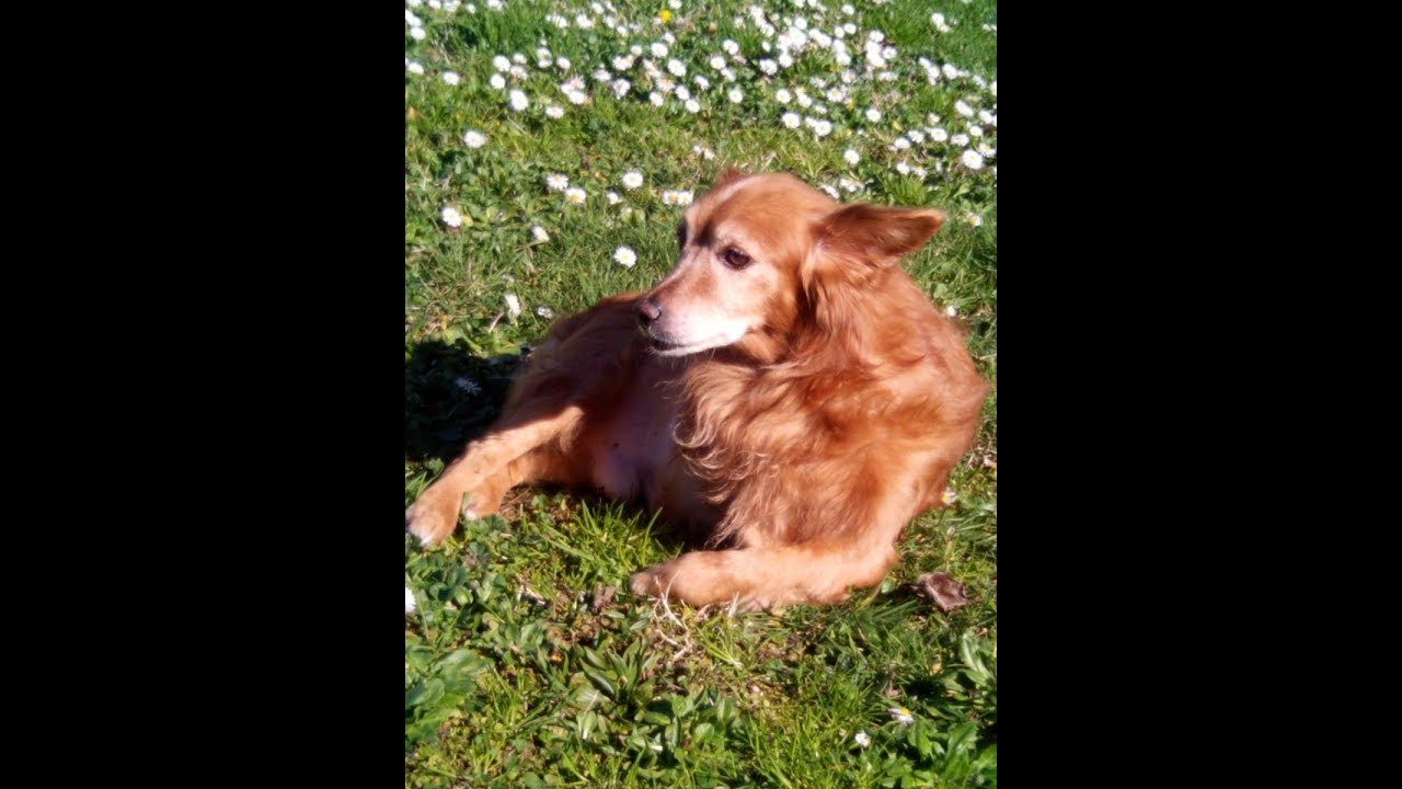 Paralisi del cane: la storia di Rudy/Rudy's story.