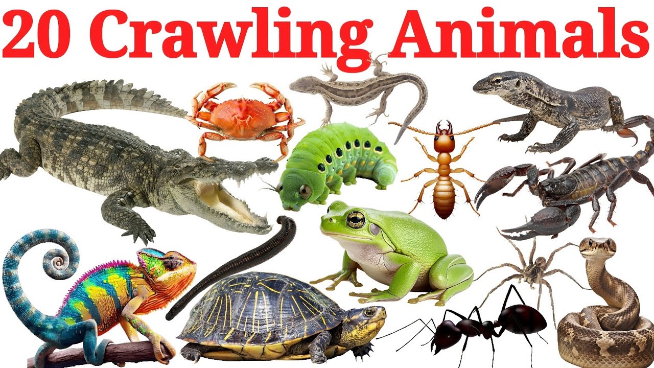 20 रेंगने वाले जानवरों के नाम | 20 Crawling Animals Names for Kids Learning Fun Video