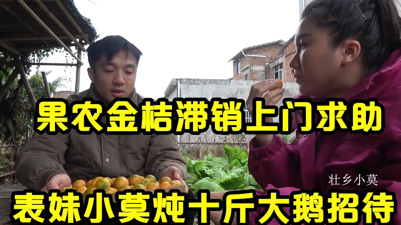 果农登门邀请帮忙卖金桔，小莫炖十斤大鹅招待，用行动传递正能量
