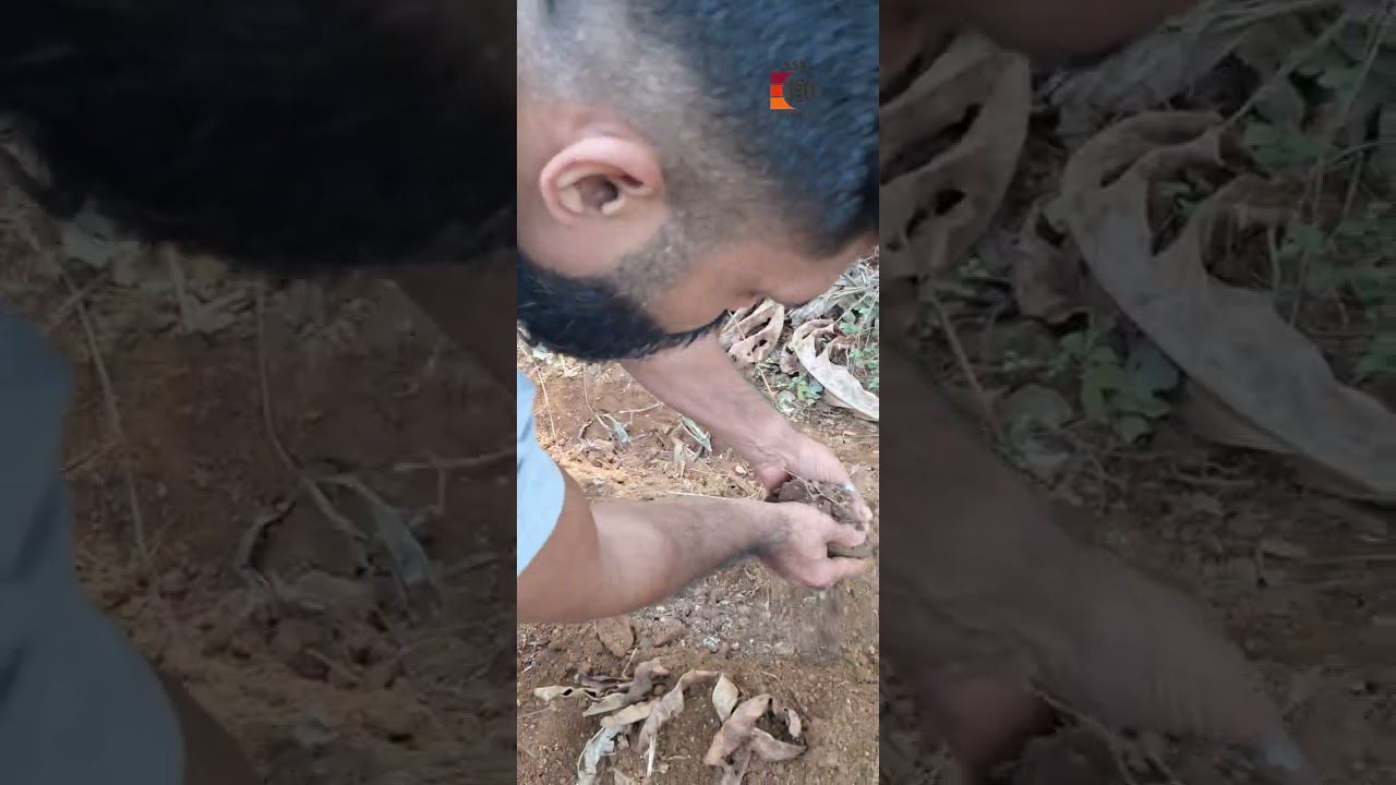 കപ്പ ഇങ്ങനെ നട്ടാൽ കൂടുതൽ വിളവ് കിട്ടും 