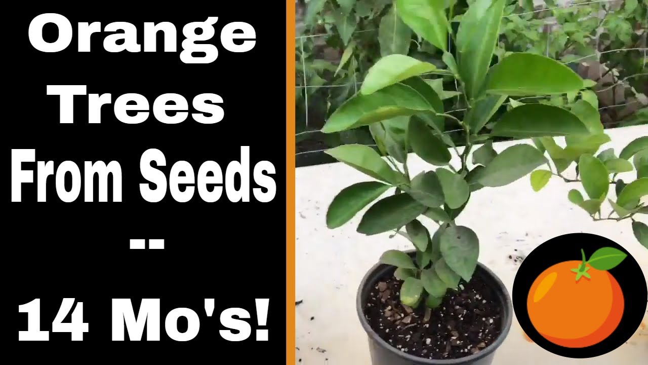 Growing Orange Trees From Seed - 14 Months!