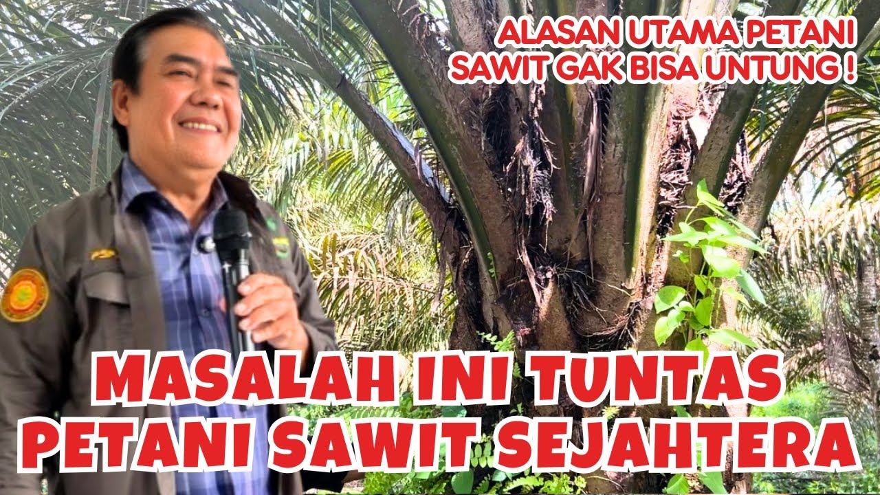 Masalah Utama Pertanian Sawit, Ternyata Ini yang Membuat Petani Terus Merugi