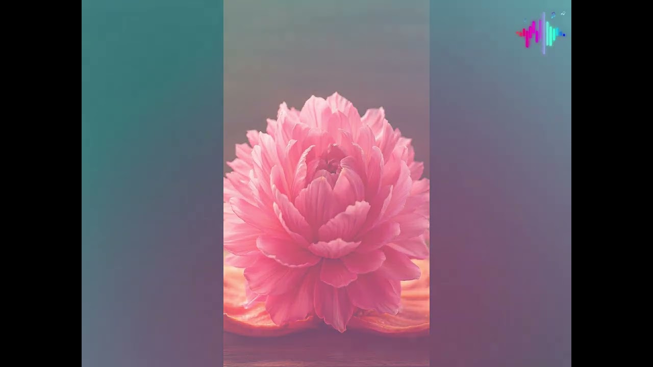 Акипаки - Цветы добра 🎵🎵#flowers #цветы #добро #chillhop #чилхоп #чилты