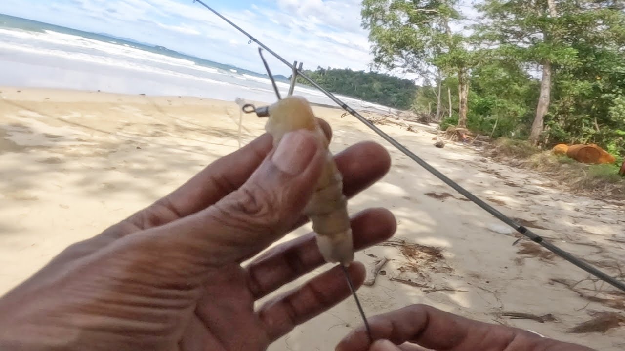 Cara Pasang Umpan Udang Mati Pasar Size XL❓Menggunakan Jarum Cucuk Umpan Teknik Surf Casting 