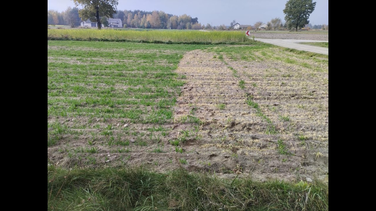 Owies Ozimy#5 - Lentipur kontra owies ozimy ... przegląd pól... nie planowany 4 termin