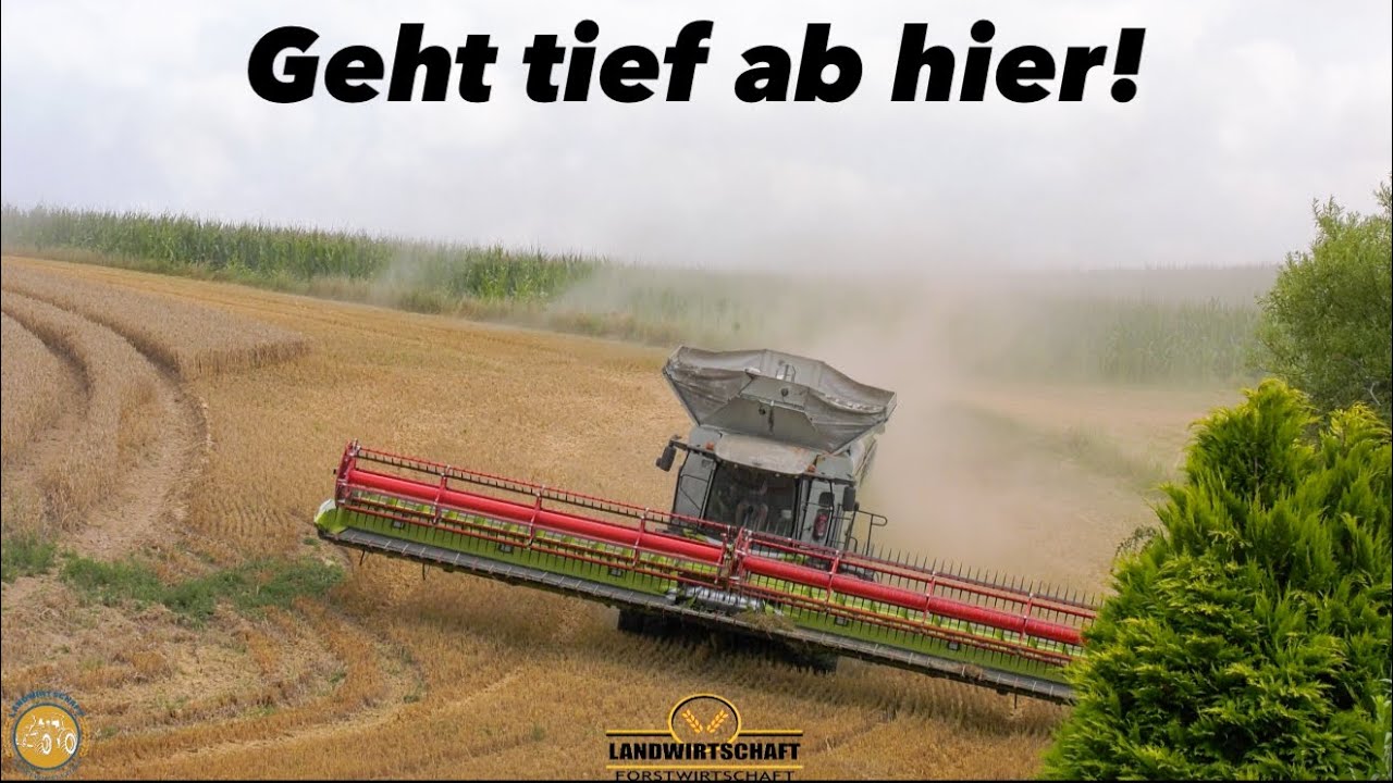 Geht tief ab hier! Großmähdrescher in der Getreideernte 2x Lexion 8900 m. 13,80m Schneidwerk 2024