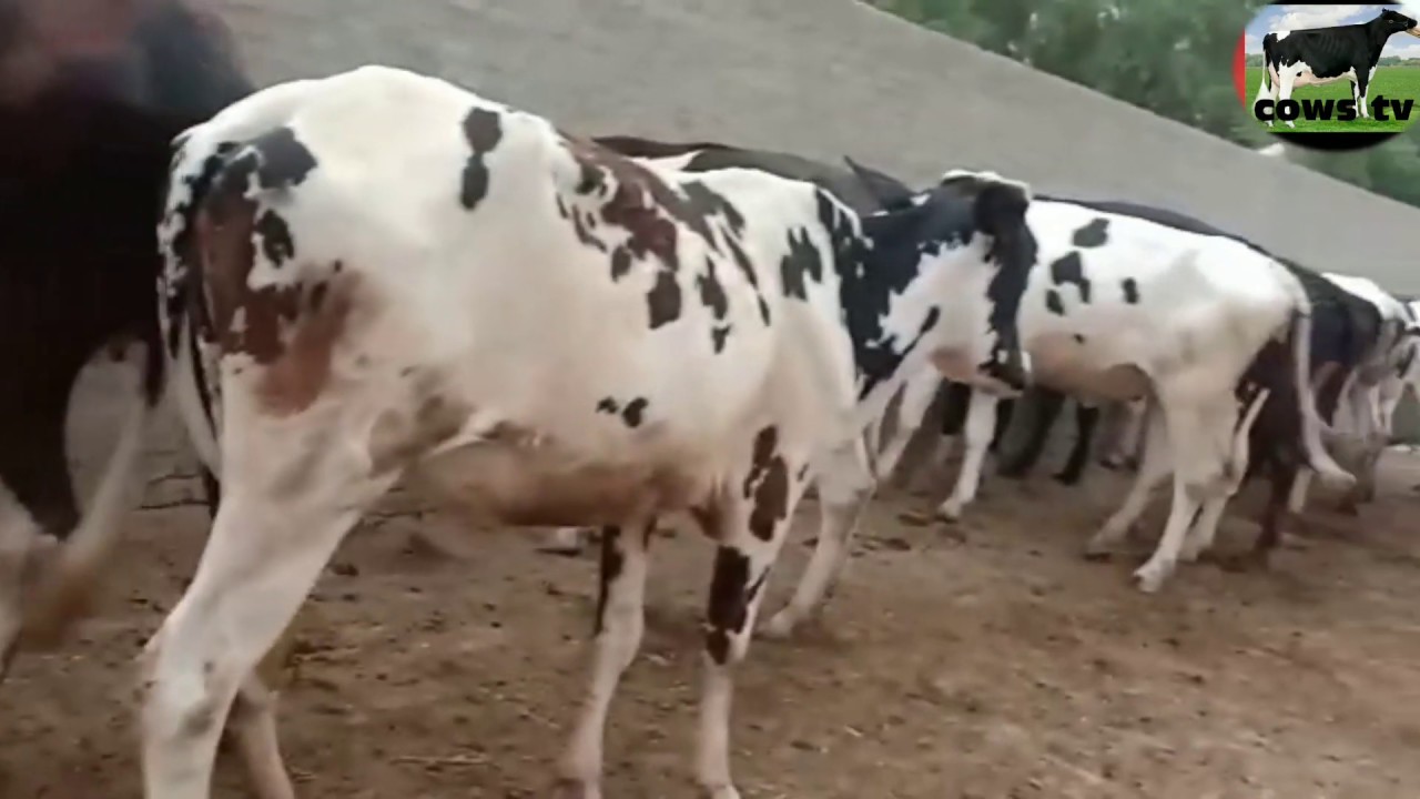 HF hiefers for sale.  Australian friesian cross. cows tv.
