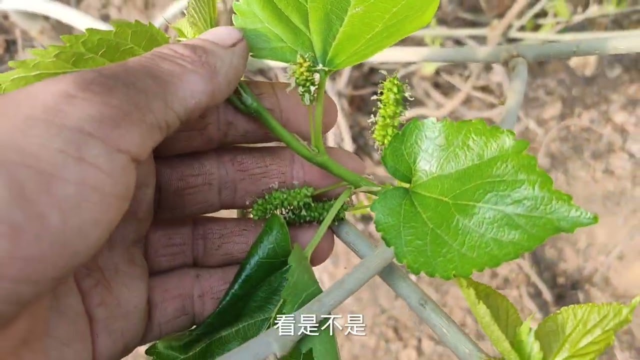 桑葚种植多年不结果？别&ldquo;傻&rdquo;了！出现这种情况种100年也不会结