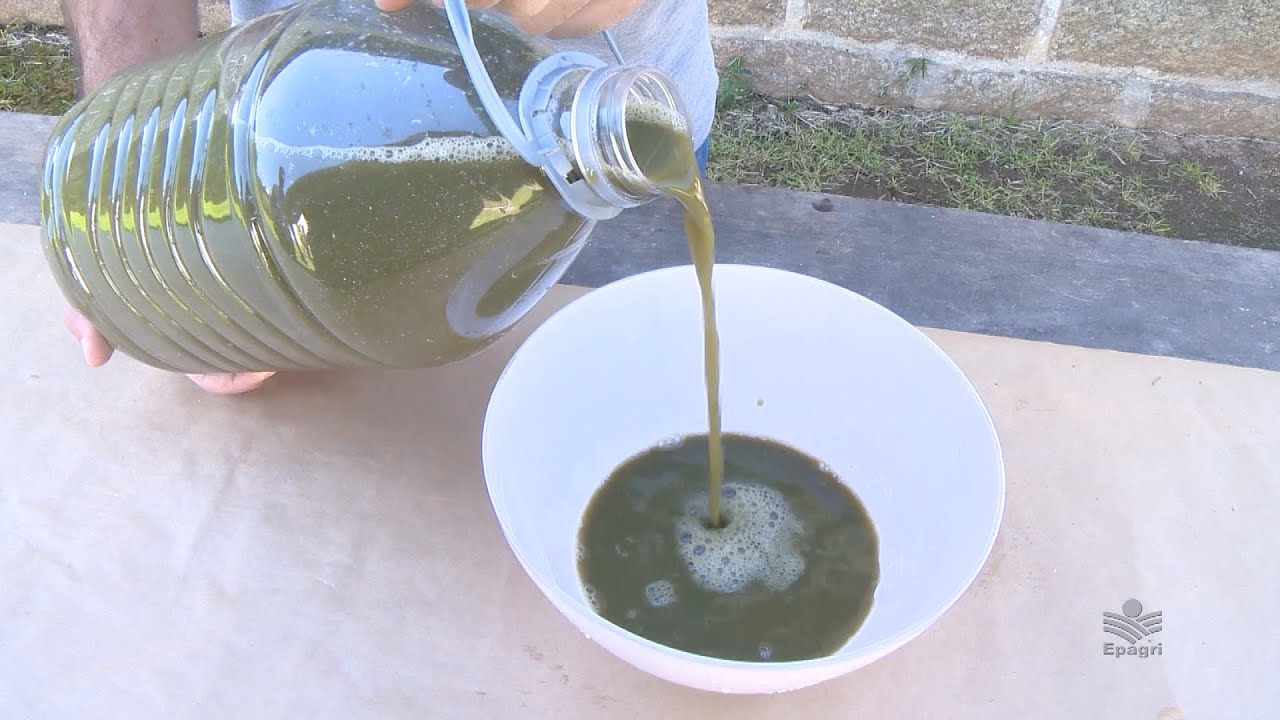 Biofertilizante para bananais: preparo e aplicação da calda
