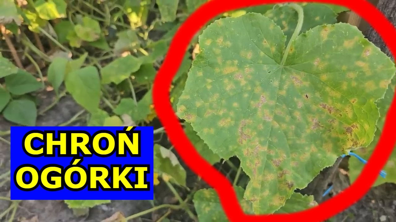 Zabezpiecz Og&oacute;rki przed Chorobami. Czym Pryskać na Choroby Og&oacute;rk&oacute;w gruntowych Uprawa Mączniak Plamy.