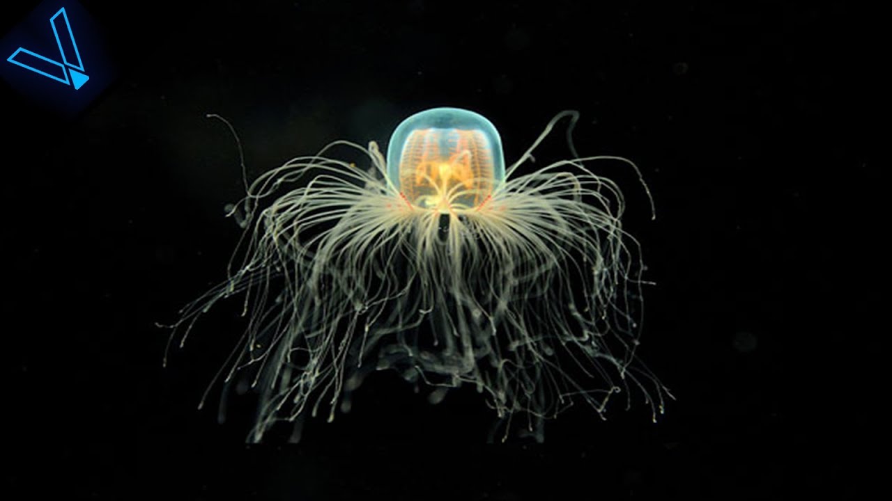 The Strange But Incredible Immortal Jellyfish