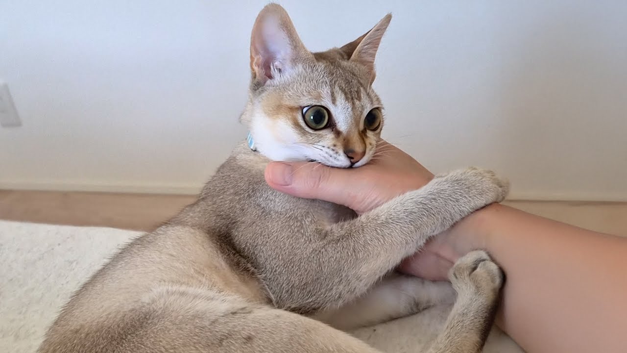 新居での生活にちょっとだけ慣れた無邪気な子猫が可愛すぎてヤバい