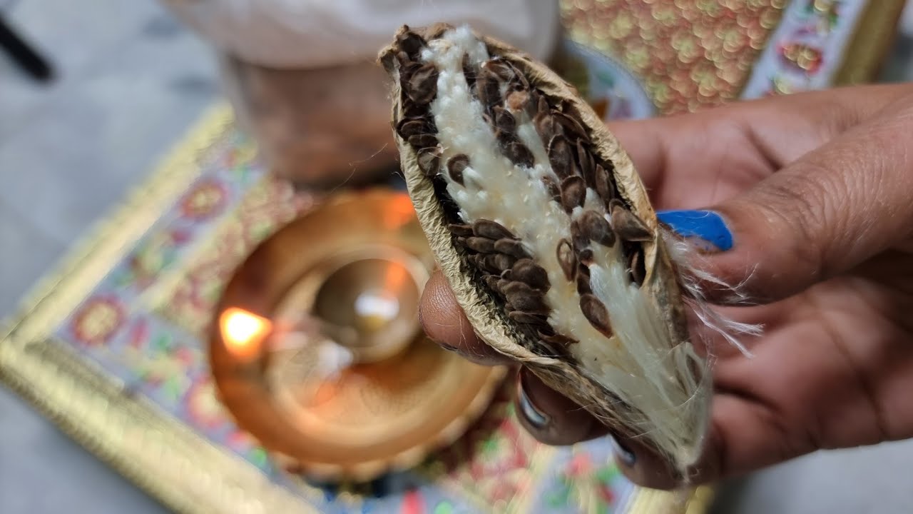 इस फल की रूई का दीप प्रज्ज्वलित करने से साधना का मिलेगा 💯 percent फल पूजा होगी सफल, सोमवती अमावस्या