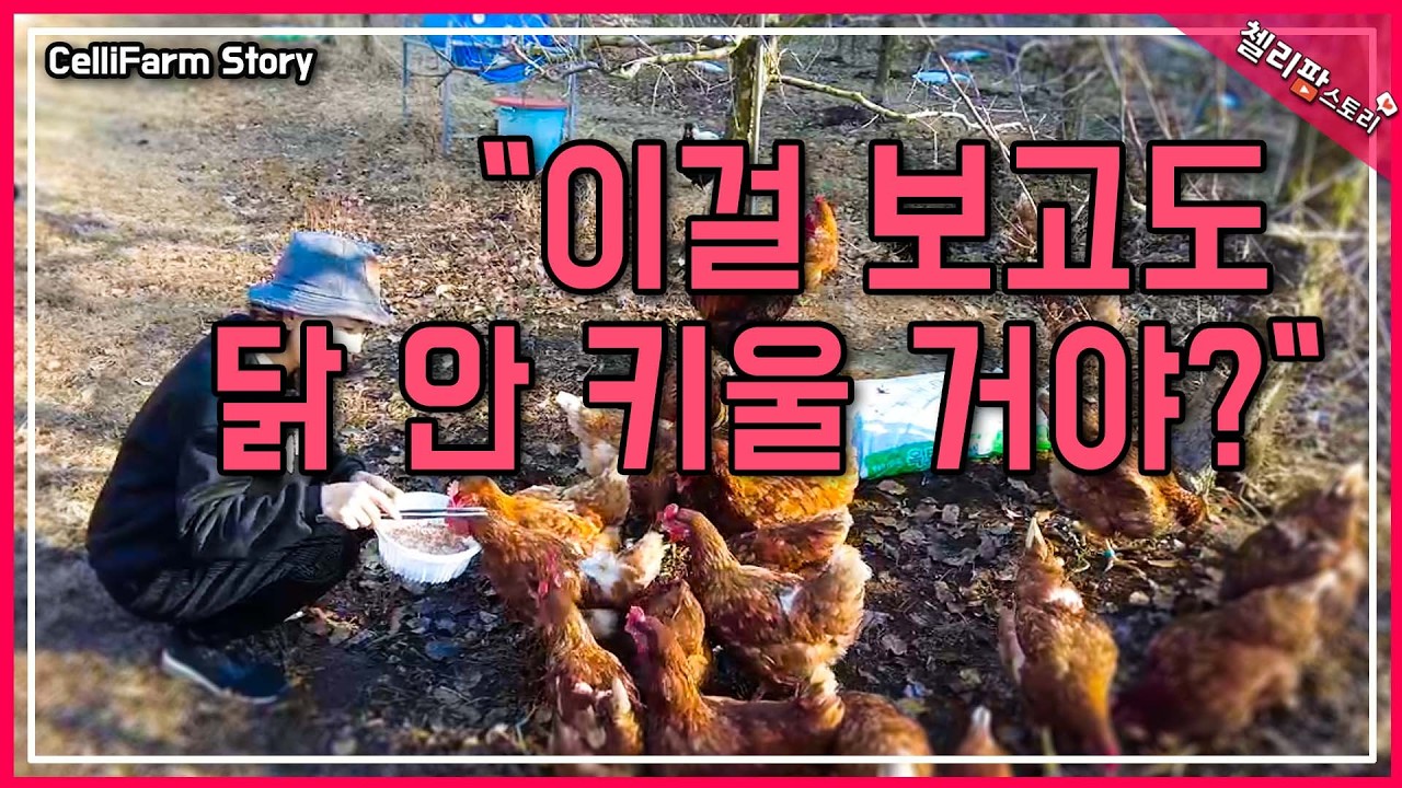 🐔닭 키우면 생기는 놀라운 변화 TOP 5 당신의 전원 생활이 달라집니다 #첼리팜스토리